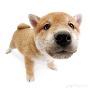 Meet your Posher, Chloe